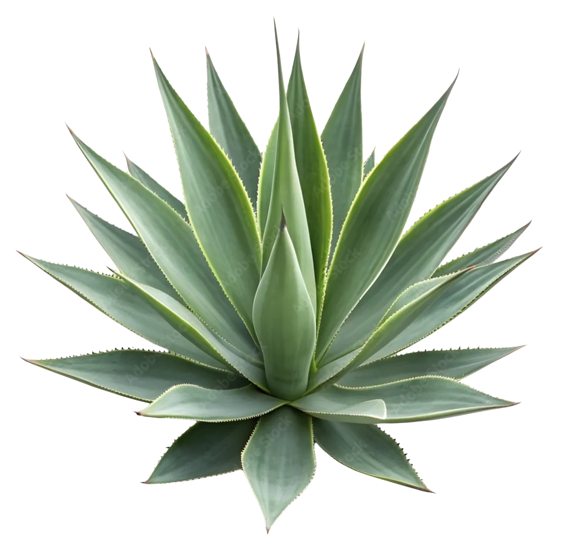 Agave Nectar