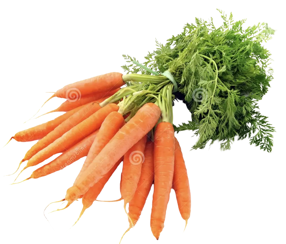 Carrot