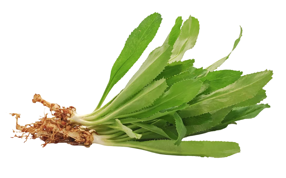 Sawtooth Cilantro