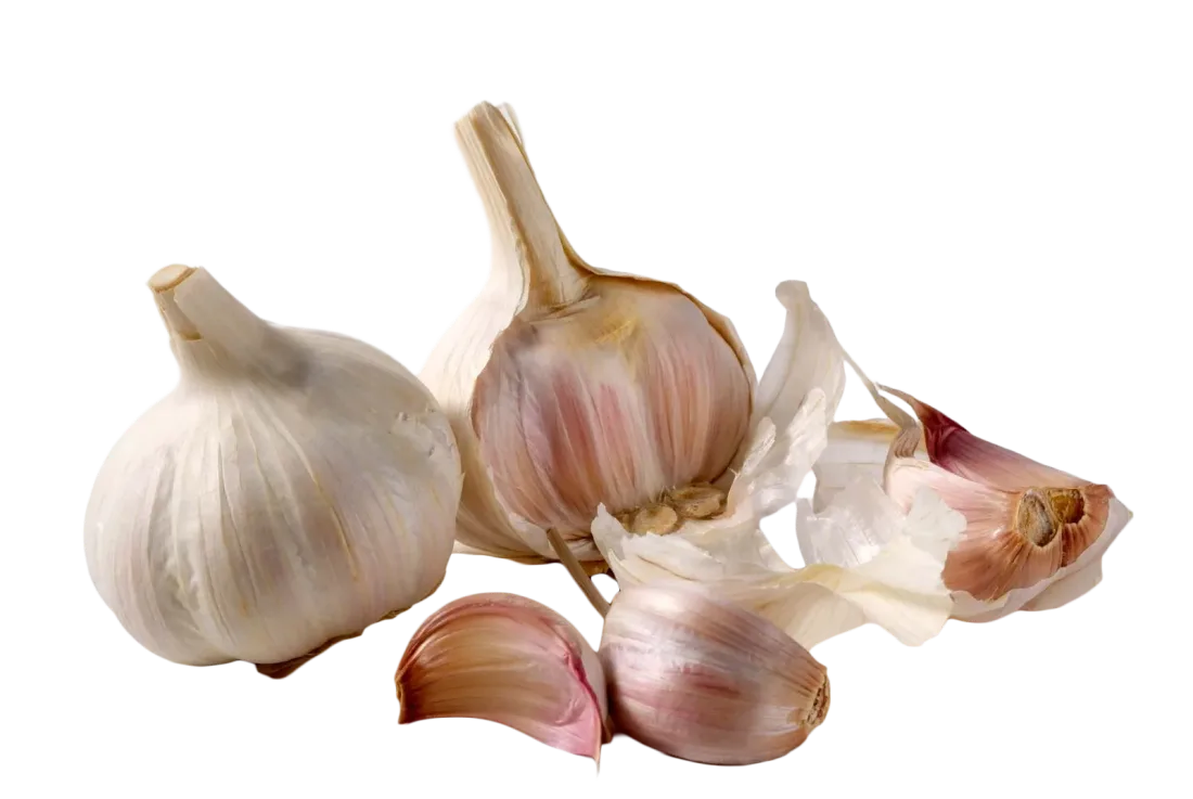 Garlic