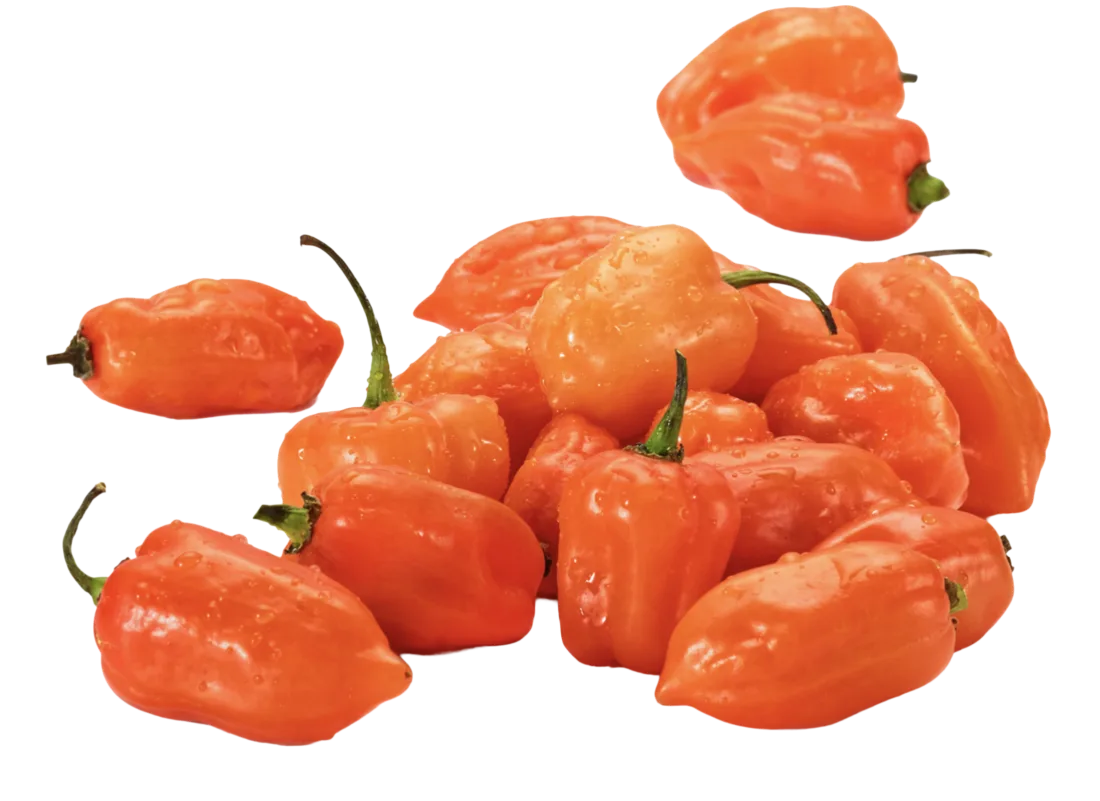 Habanero