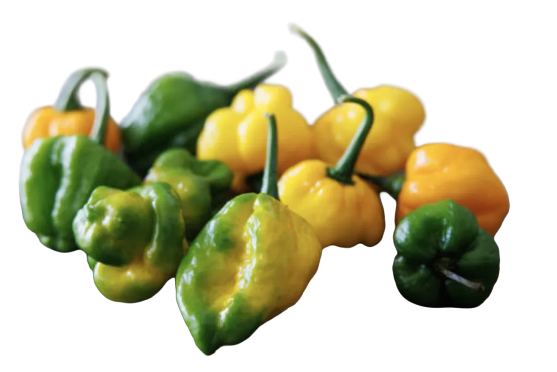 Scotch Bonnet